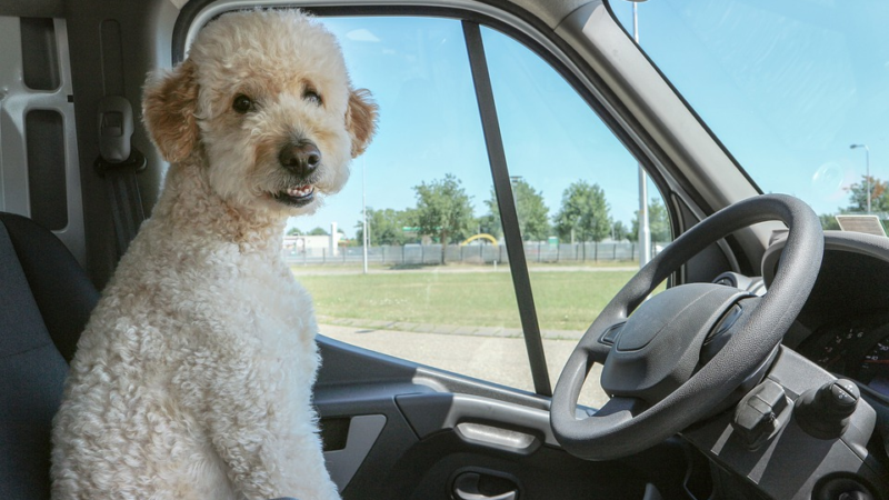 7 Most Essential Dog Car Travel Accessories